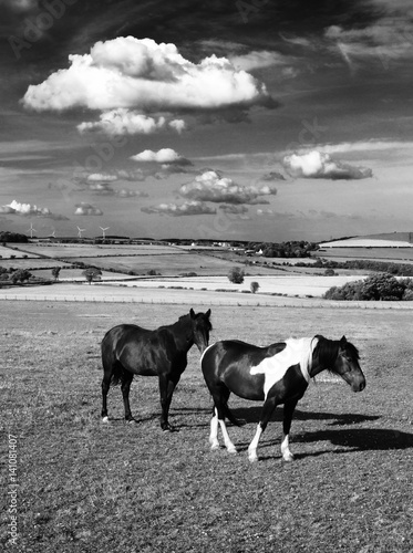 Horses in field © John