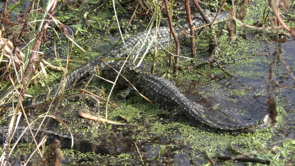 baby American alligators basking baby American alligators basking