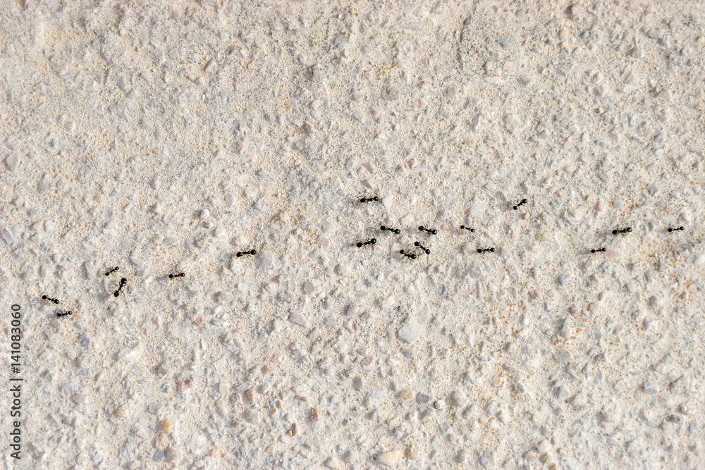 Ants row Ants row
