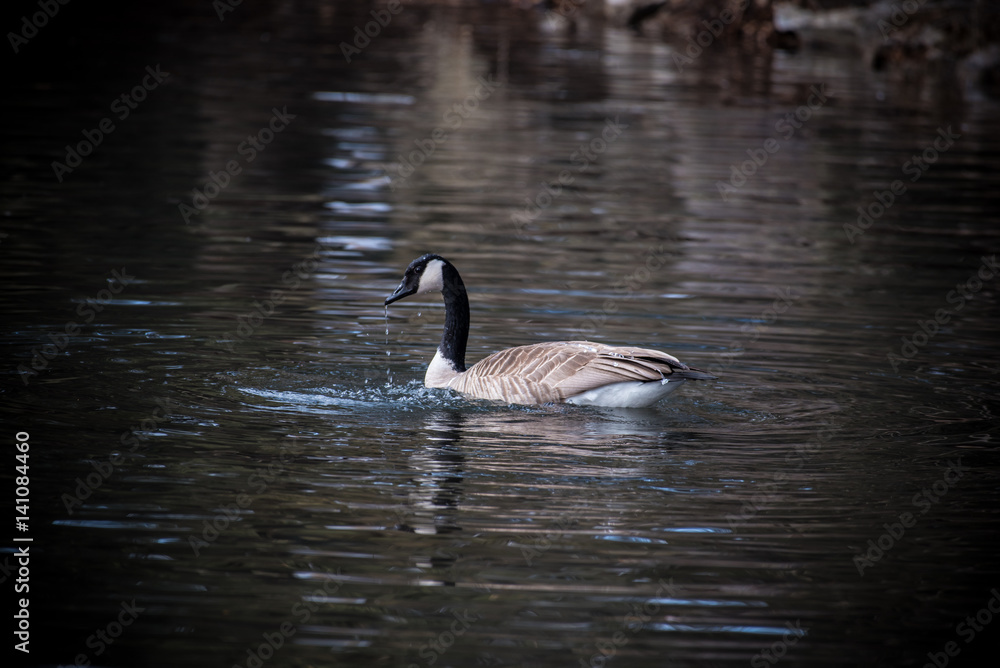 Canada goose floating on the water Canada goose floating on the water