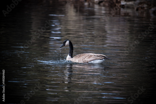 Canada goose floating on the water