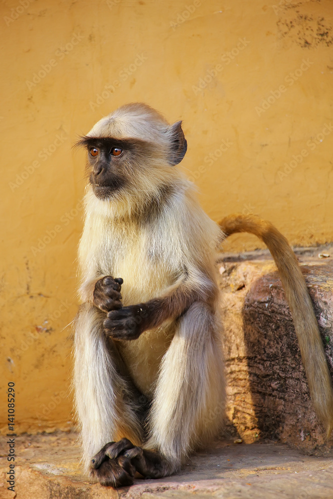 Young gray langur sitting on the stairs in Amber Fort, Jaipur, Rajasthan, India