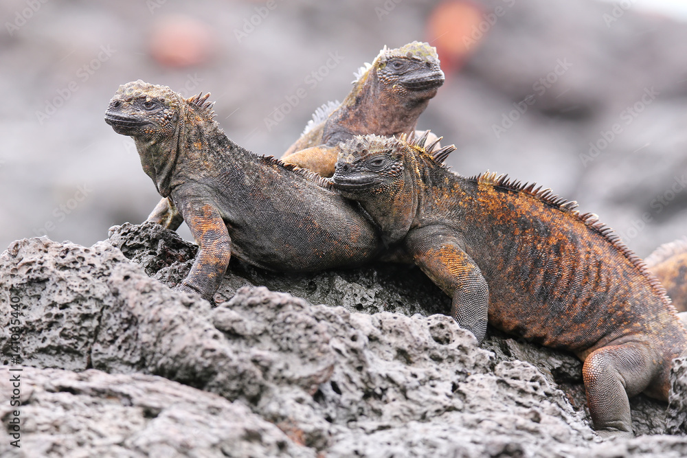 Marine iguanas on Santiago Island in Galapagos National Park, Ecuador Marine iguanas on Santiago Island in Galapagos National Park, Ecuador