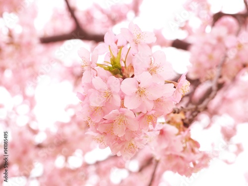 河津桜の背景イメージ