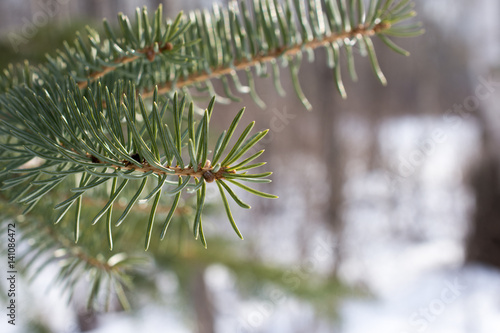Balsam Fir Needles in Winter
