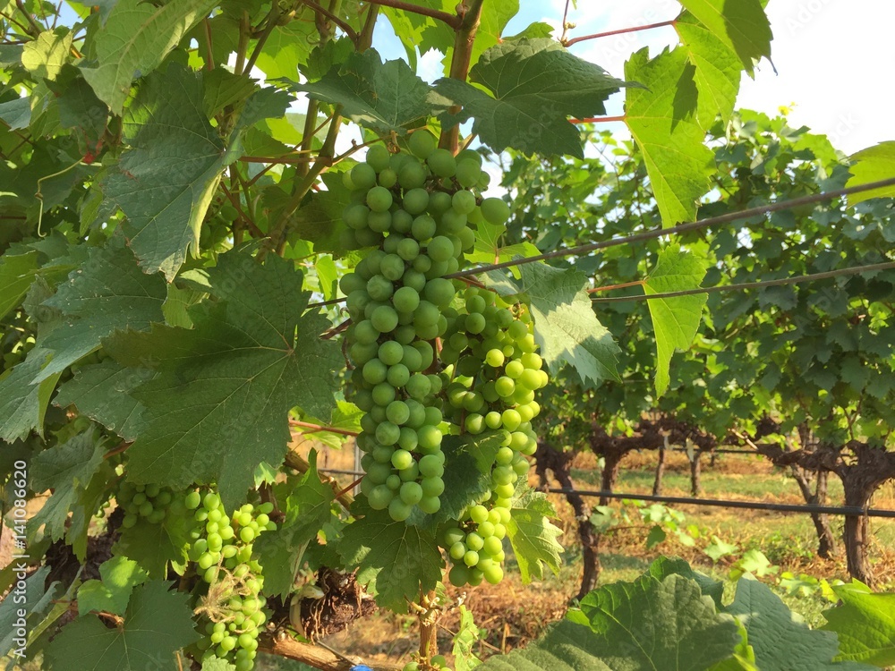 grapes from the winery grapes from the winery