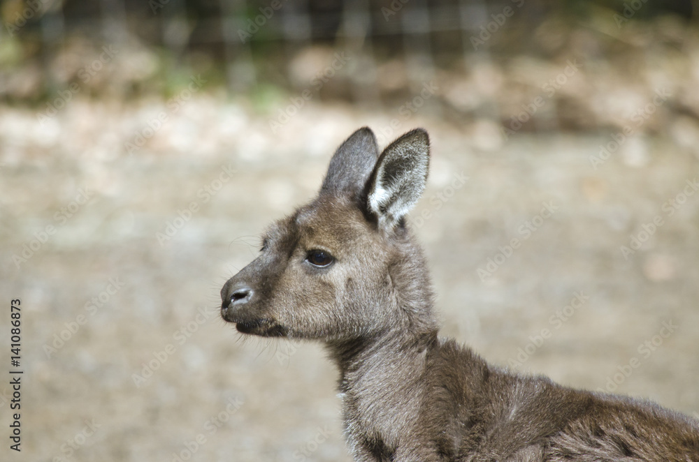 Kangaroo-Island kangaroo