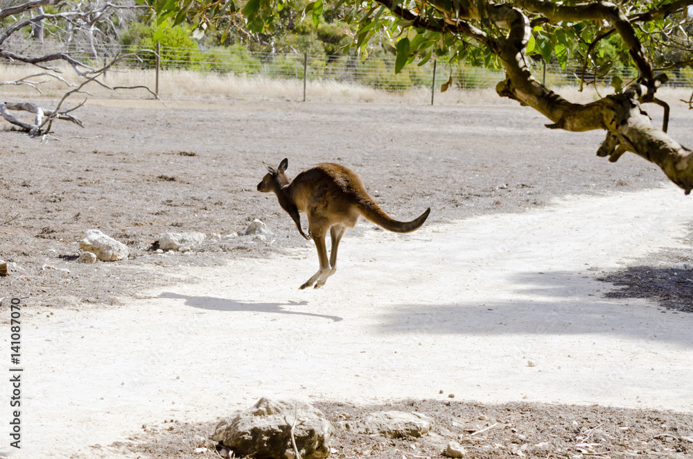 Naklejka premium Kangaroo-Island kangaroo