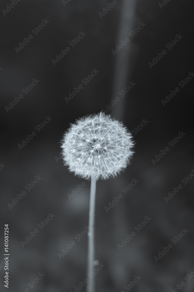 Fototapeta premium Full Dandelion