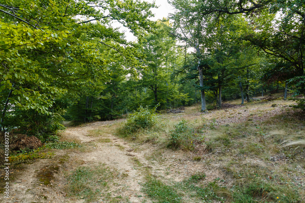 Obraz premium Forrest