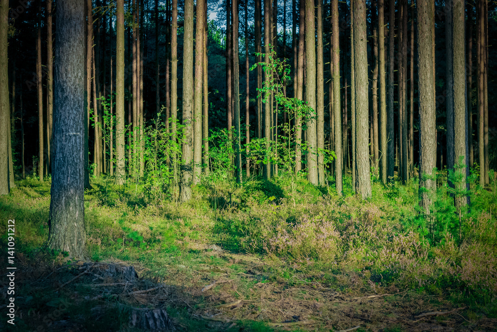 Obraz premium Pine forest