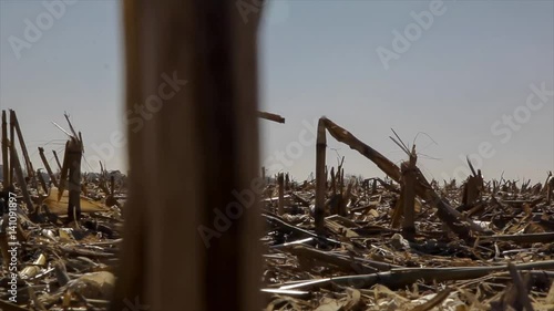 Slow Slide Pan of a harvested cornfield