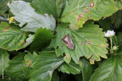 Green bedbug on green leaf with natural background 20488