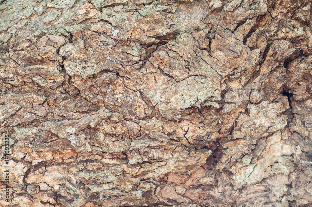 Bark wood texture Bark wood texture