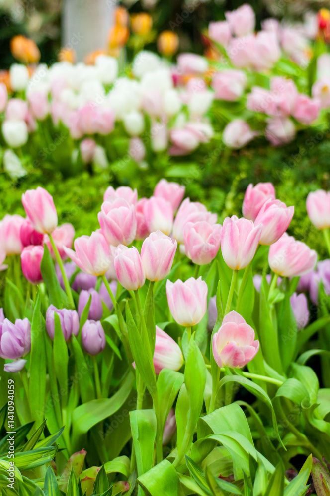 Colorful pink tulip flowers spring background