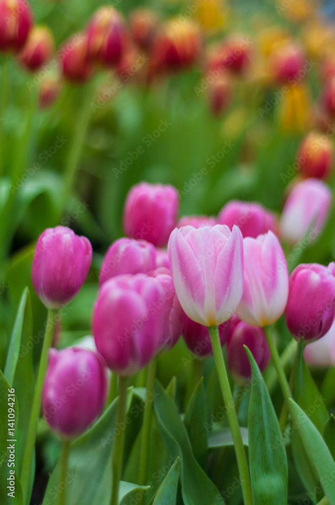 Bright pink tulips background
