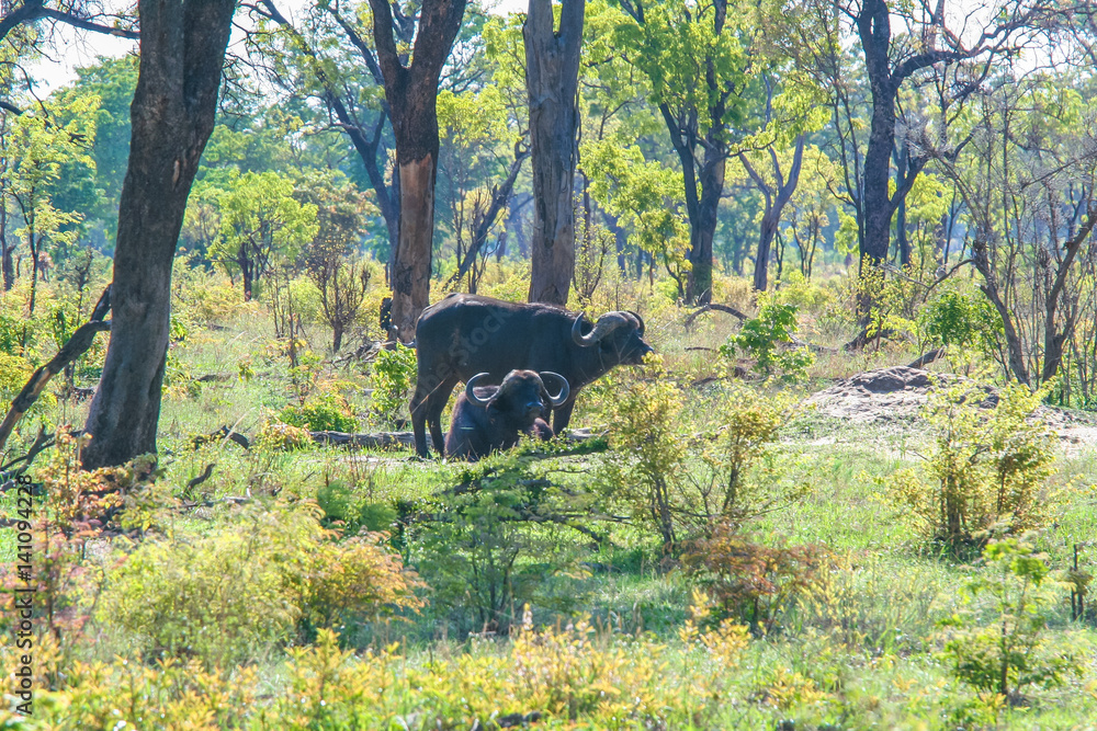 African buffalo (Syncerus caffer) in forest, Chobe national park, Botswana African buffalo (Syncerus caffer) in forest, Chobe national park, Botswana