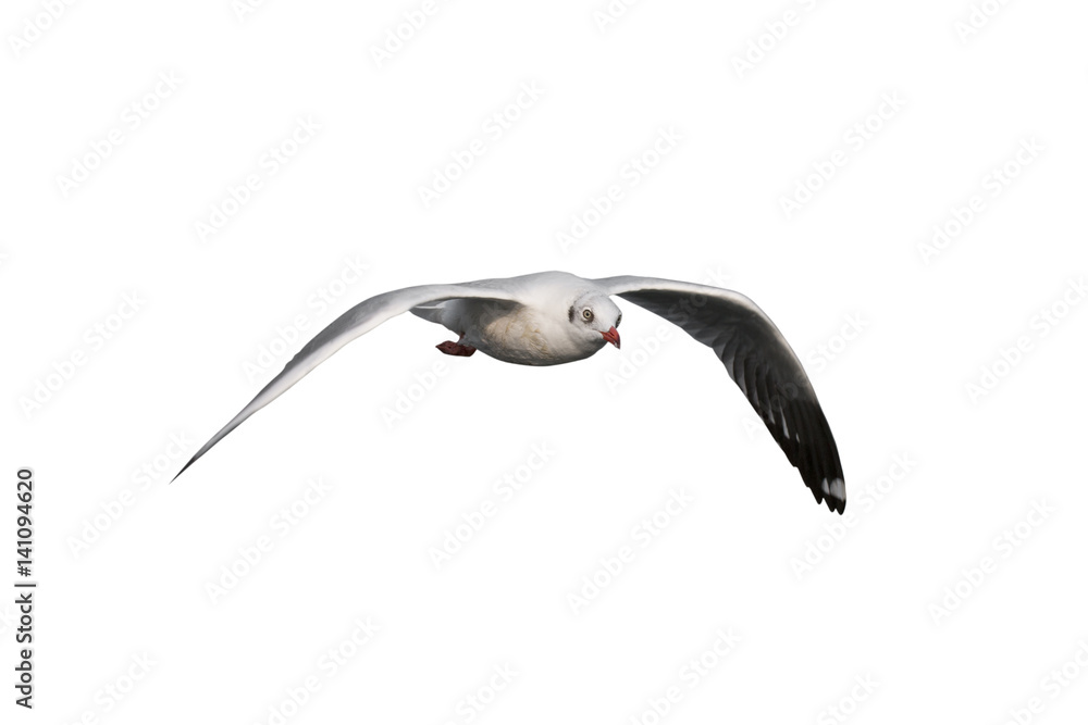 Seagull flying isolated on white background - clipping paths Seagull flying isolated on white background - clipping paths