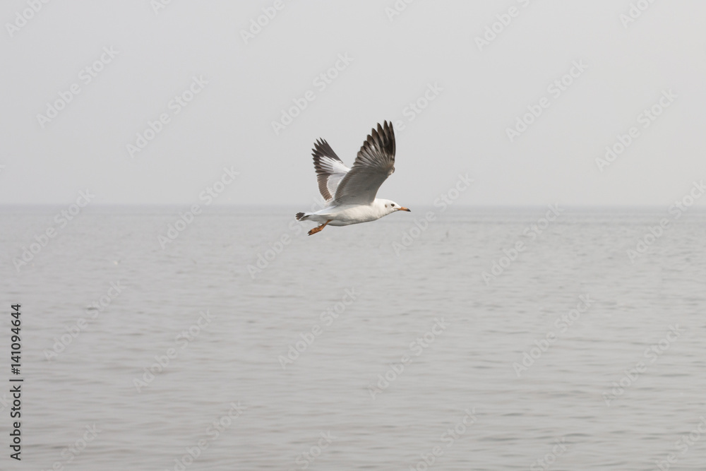 Naklejka premium Seagulls flying over the sea