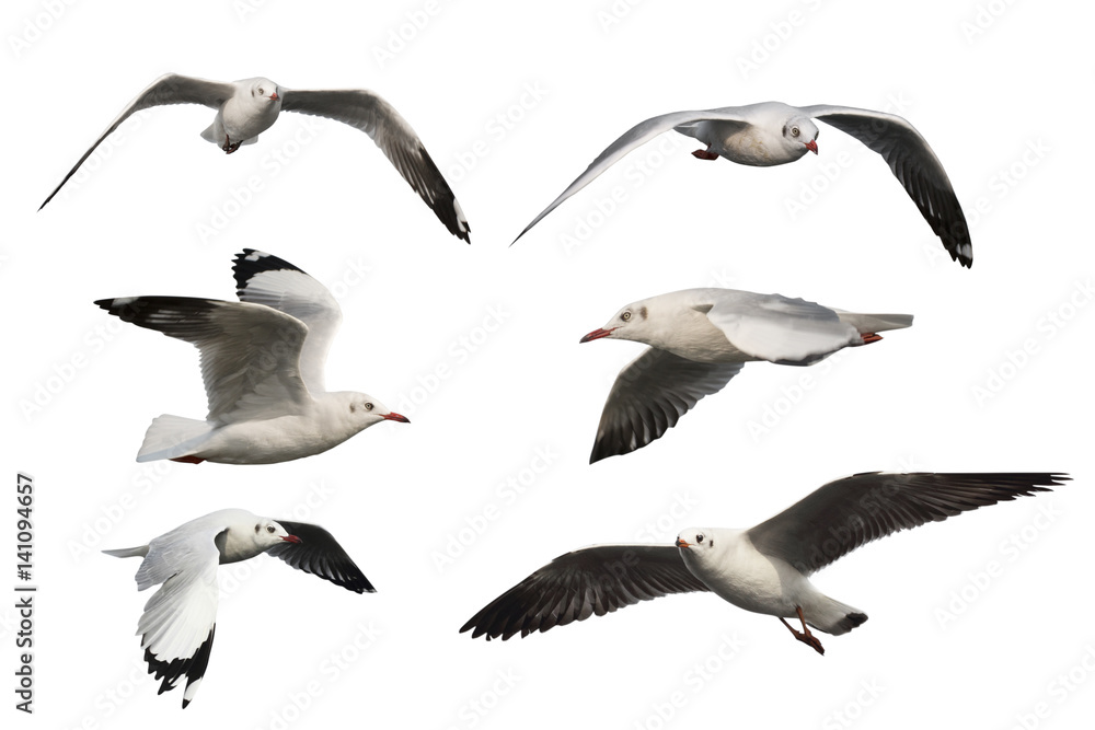 Fototapeta premium set of seagulls isolated on white background.