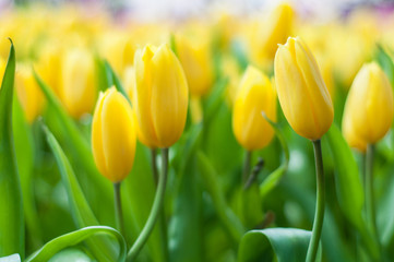 Wandcirkels Tulp Gele tulpen in lentebloei  © Vladimir Borozenets