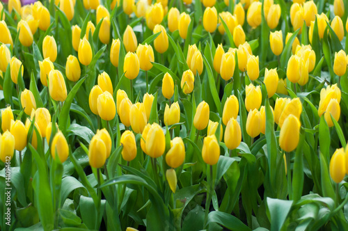 Beautiful yellow tulip flowers field