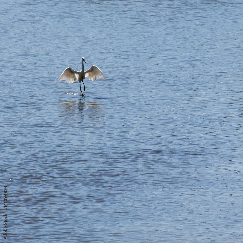 My wings are still there