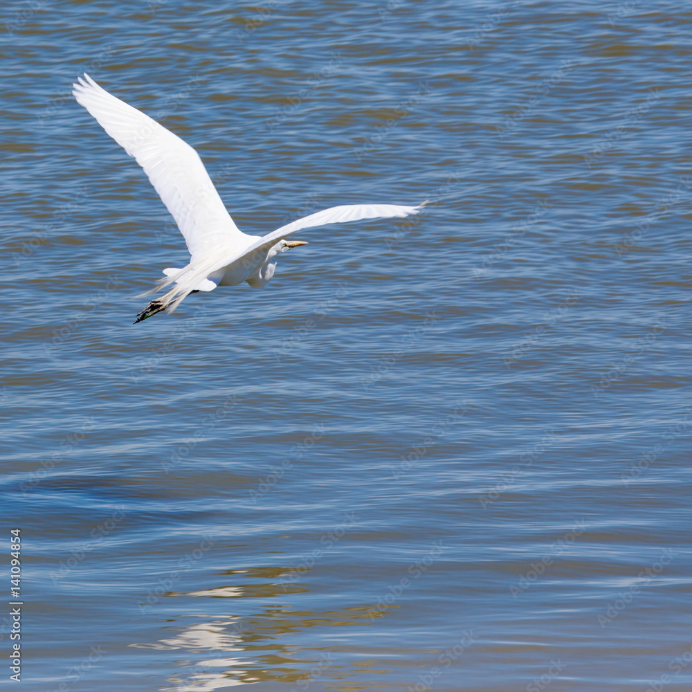 Flying Flying
