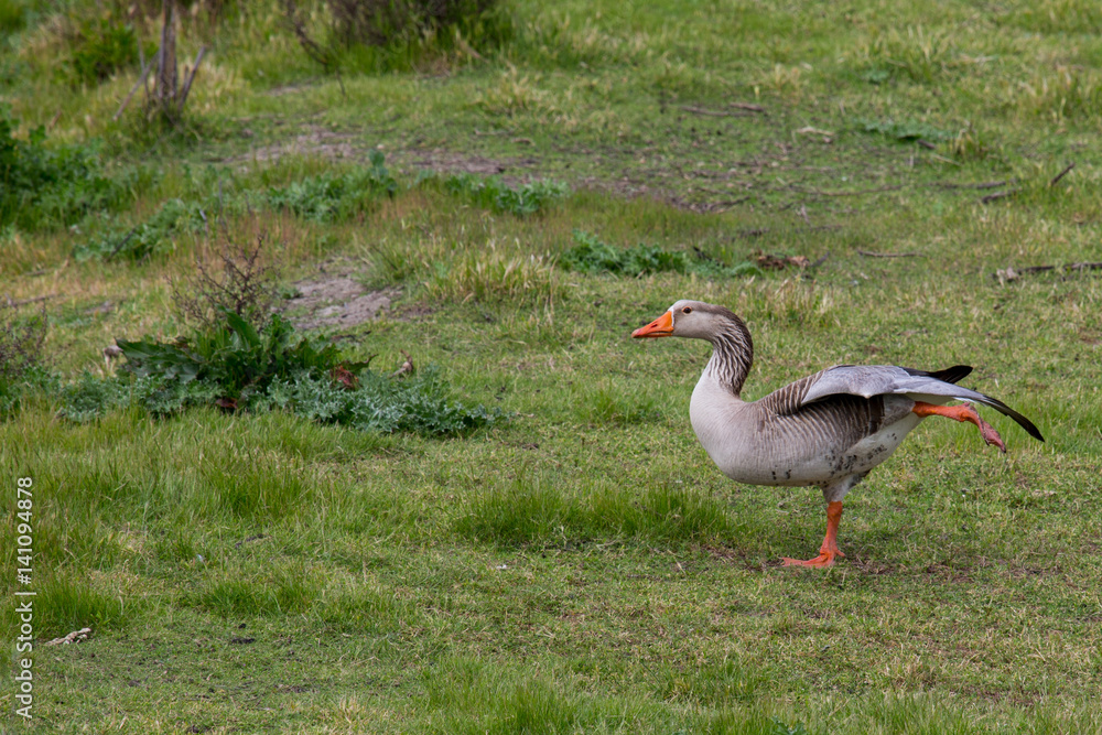 Naklejka premium Actually, I am a dog