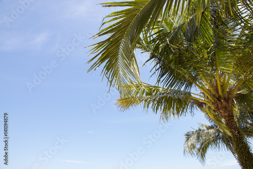coconut palm tree with blue sky background