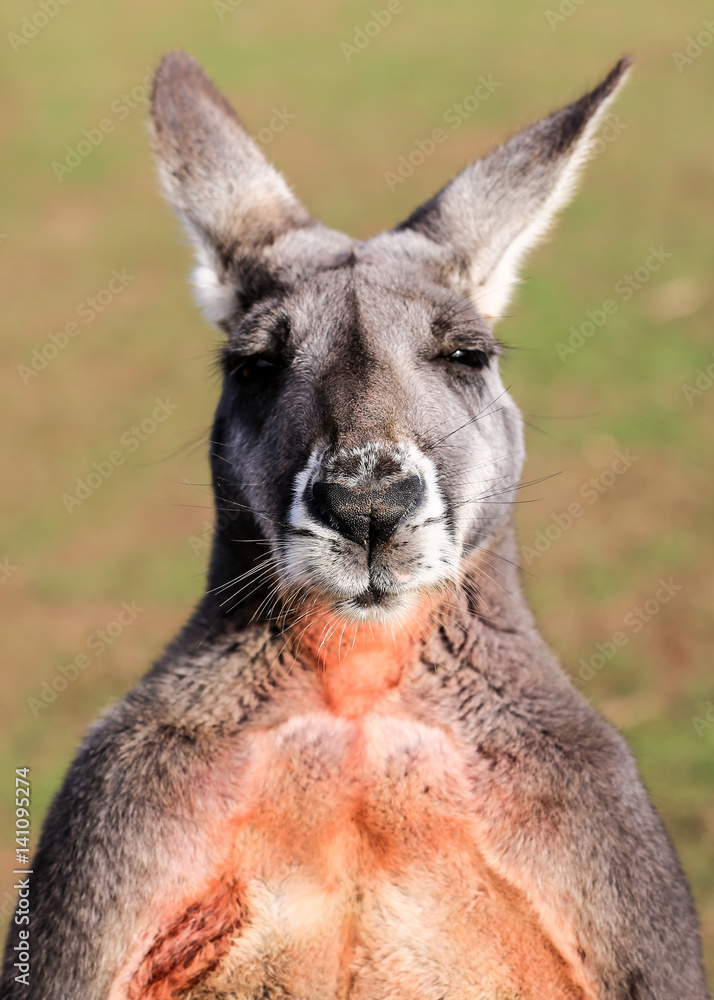 Red Kangaroo Mugshot Red Kangaroo Mugshot