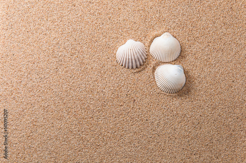 Three seashells on yellow beach sand
