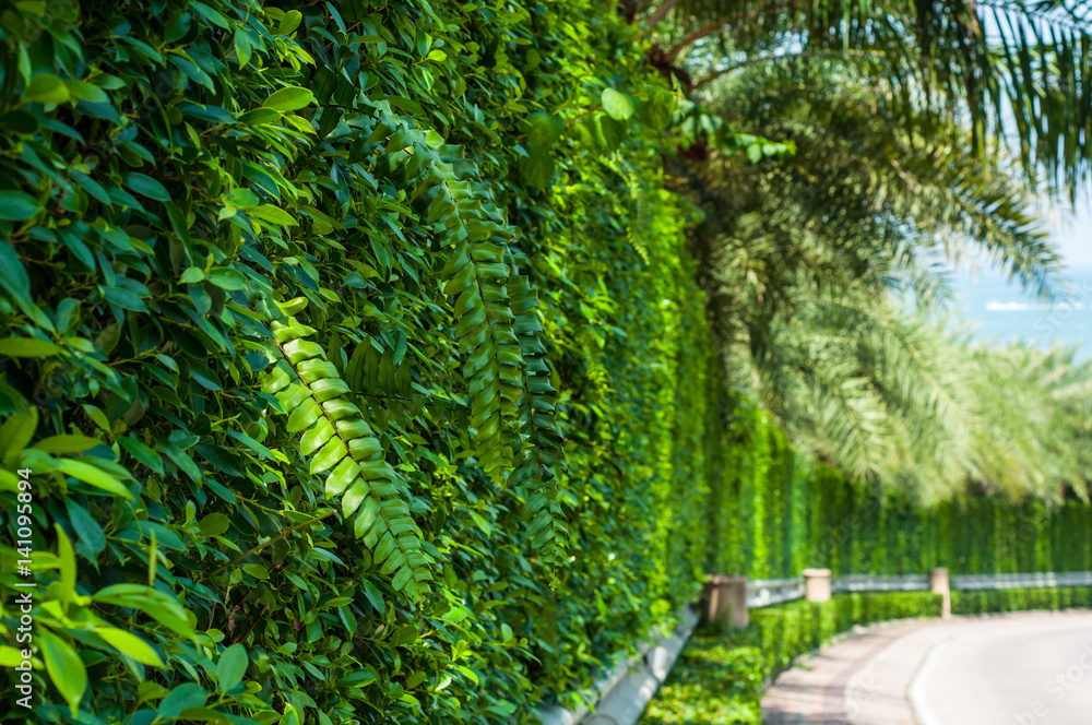 Fototapeta premium The curve road near natural green wall