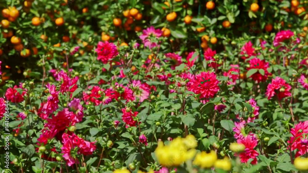 Closeup Yellow Red Chrysanthemums by Mandarin Trees Closeup Yellow Red Chrysanthemums by Mandarin Trees