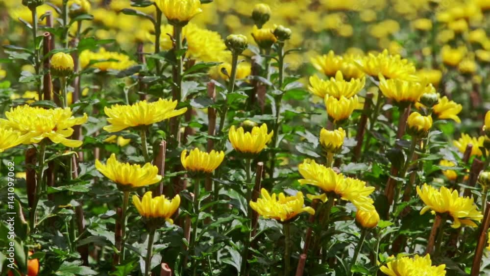 View from Yellow Chrysanthemums to Mandarin Tree at Sunlight View from Yellow Chrysanthemums to Mandarin Tree at Sunlight