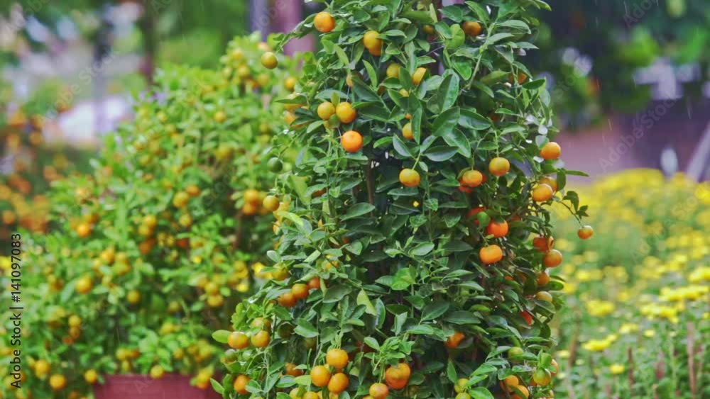 Mandarin Trees on Street Market Stand under Tropical Rain Mandarin Trees on Street Market Stand under Tropical Rain