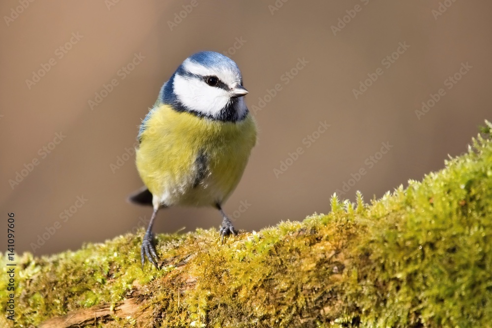 Obraz premium Parus major, Blue tit . Wildlife landscape, titmouse sitting on a branch moss-grown.. Europe, country Slovakia. Meise.