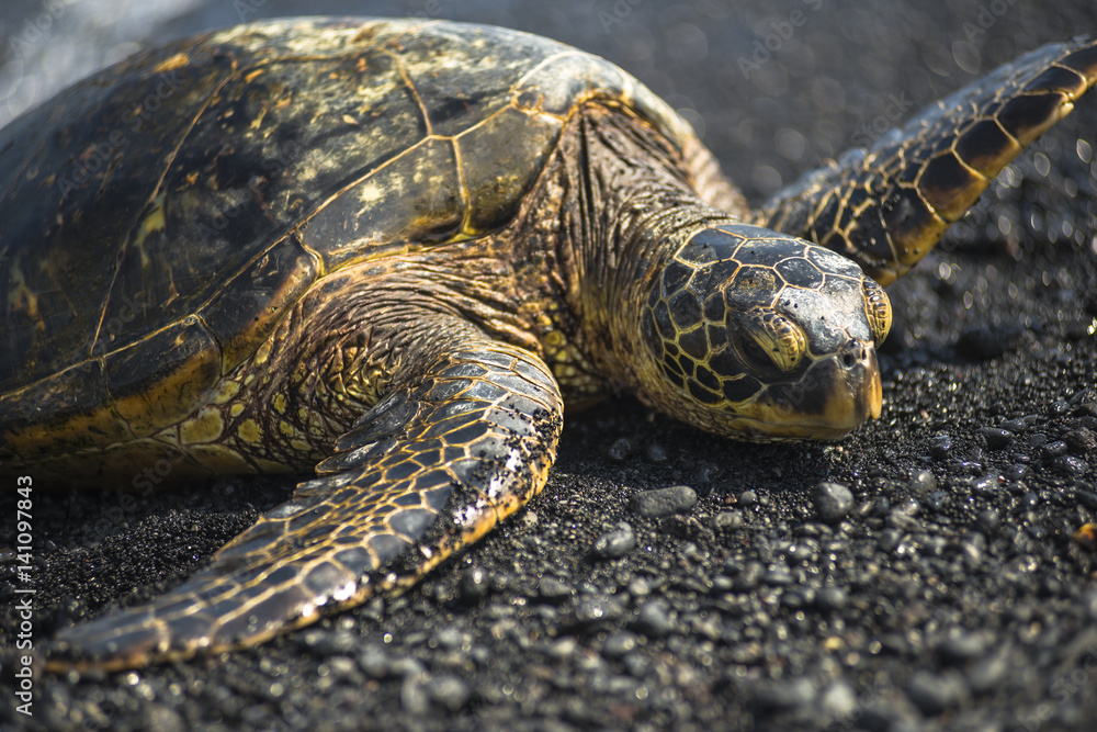 Fototapeta premium Green Sea Turtle Hawaii USA