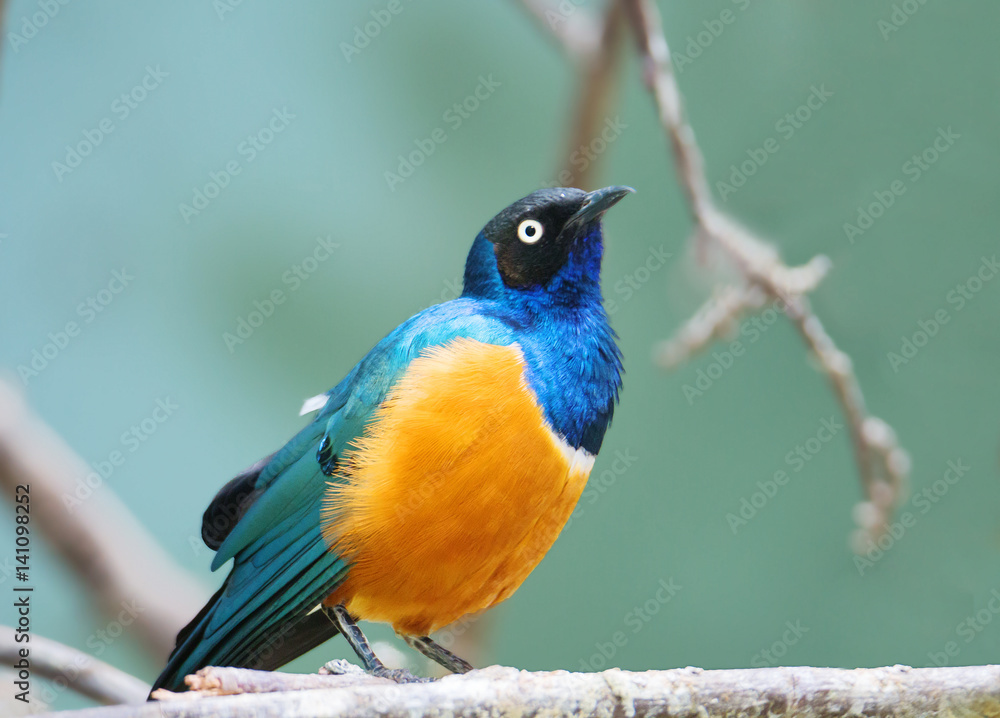 Fototapeta premium Птица трёхцветный спрео, великолепный скворец 