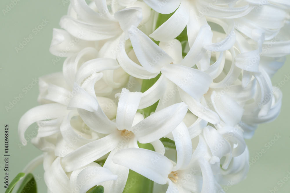 Hyacinth flowers Hyacinth flowers