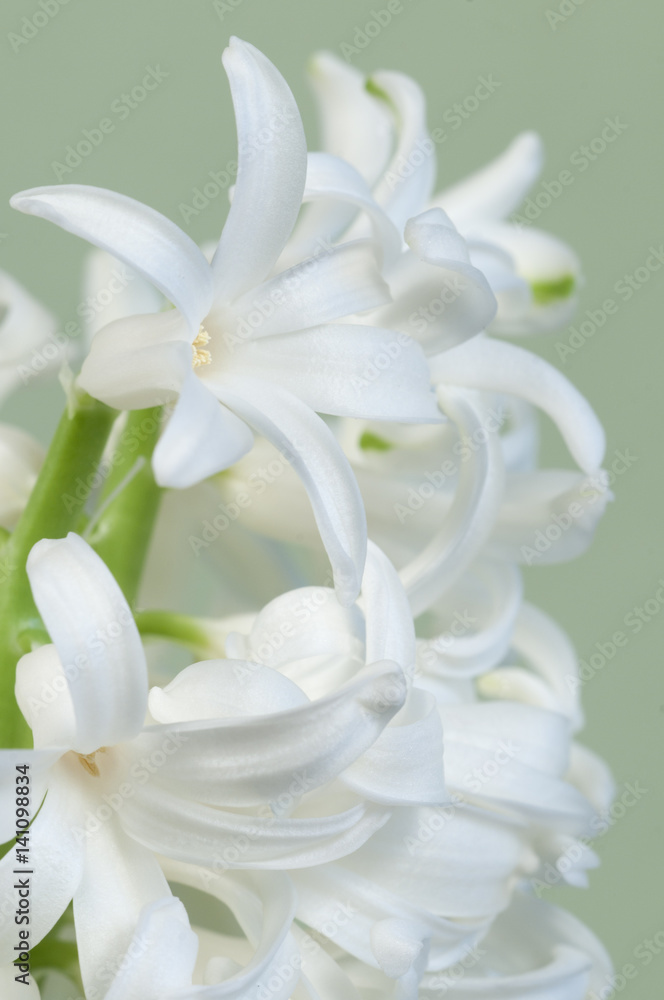 Hyacinth flowers Hyacinth flowers
