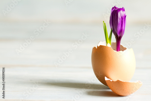 Canvas Print Broken egg and violet crocus easter abstract symbol of new life
