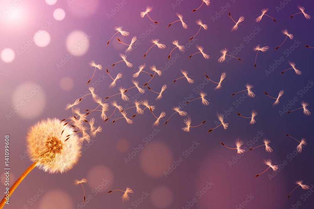 Obraz premium Dandelion in sunlight releasing seeds. Abstraction.