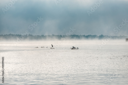 Heron and gulls on a misty lake.