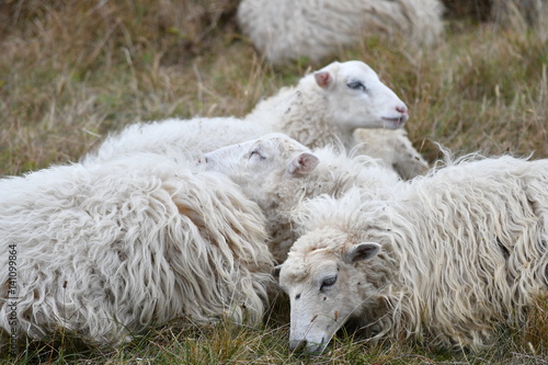 Schafe liegen in einer Herde auf der Weide