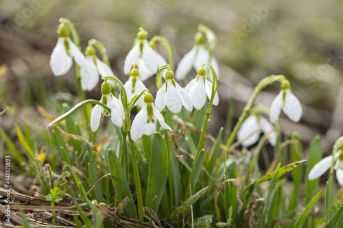 group of snowdrops in summer day