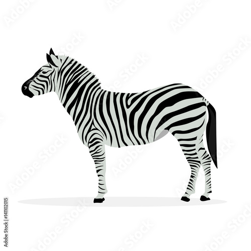 Two color illustration of zebra profile isolated on white background.