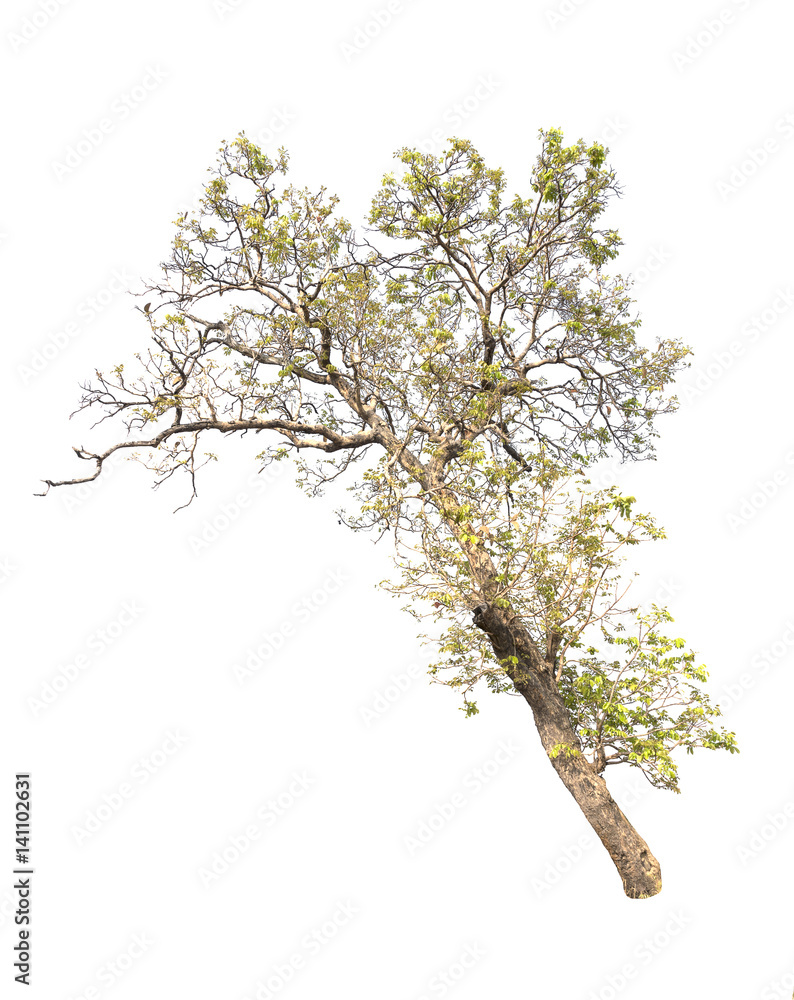 Naklejka premium Tree on white background