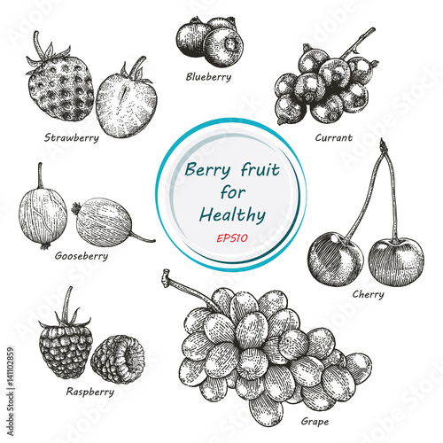 Berry fruit vector set black and white