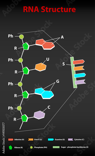 Rna structure scheme education on black .easy to edit vector illustration of RNA structure.